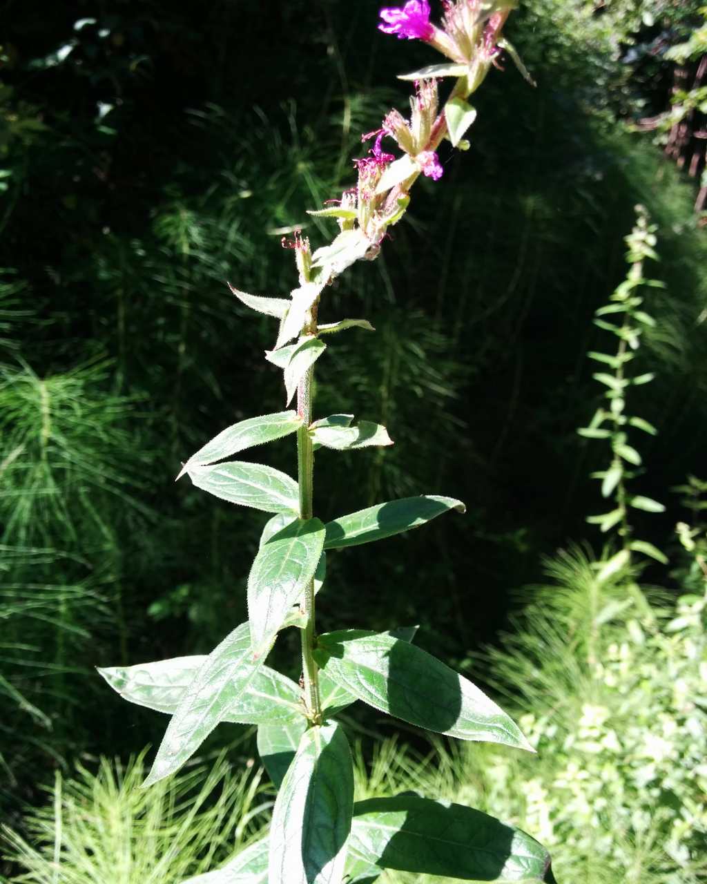 Lythrum salicaria